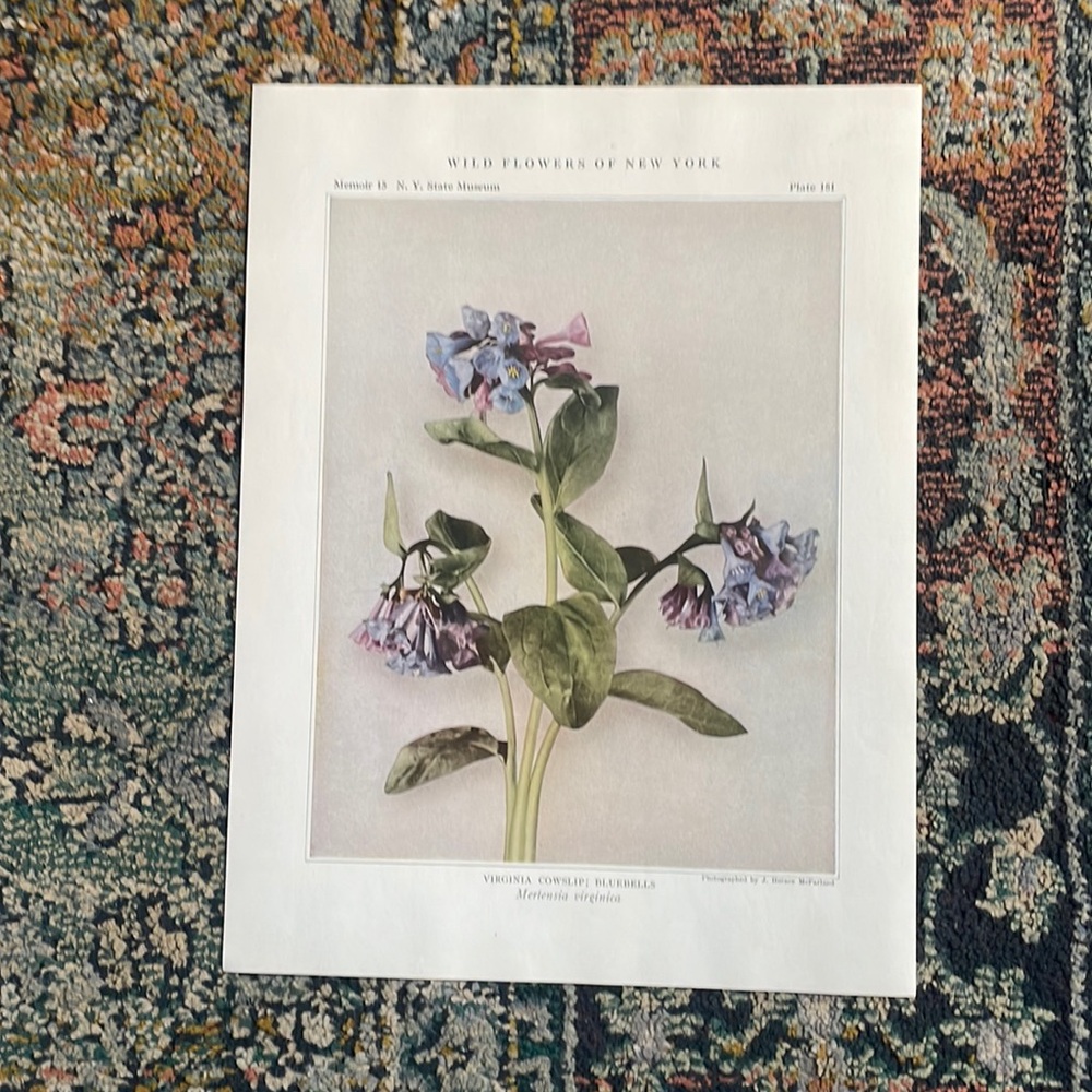 🖤5/$25 Antique Botanical Plant Print Original  Vintage Art Flower